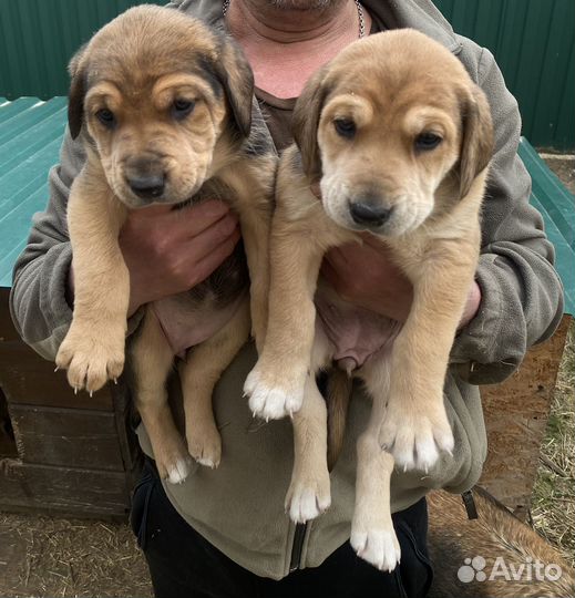Щенки русской гончей