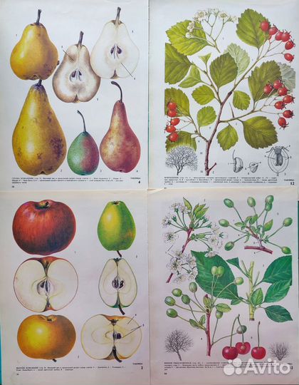 Ботанические иллюстрации фрукты, овощи