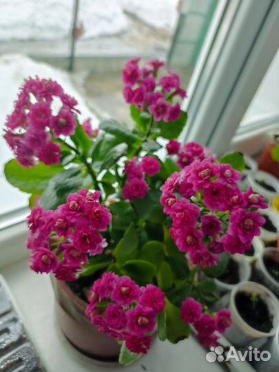 Каланхоэ цветущий