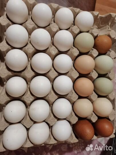 Инкубационное яйцо леггорн