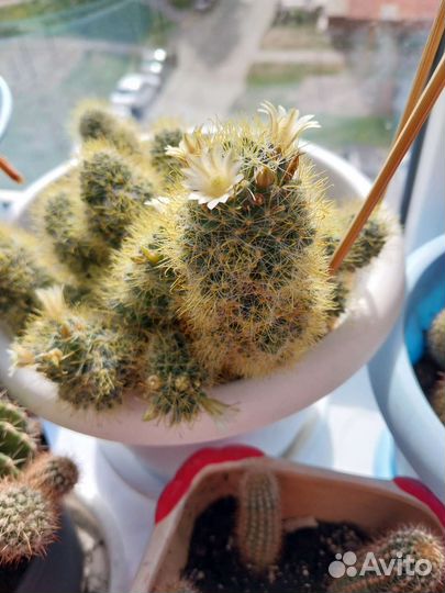 Цветы кактусы цветущиенское счастье