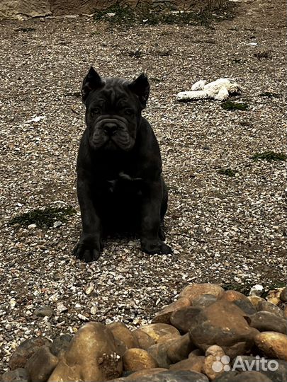 Щенки кане Корсо