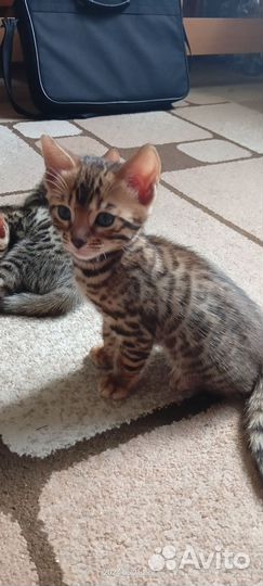 Бенгальские котята