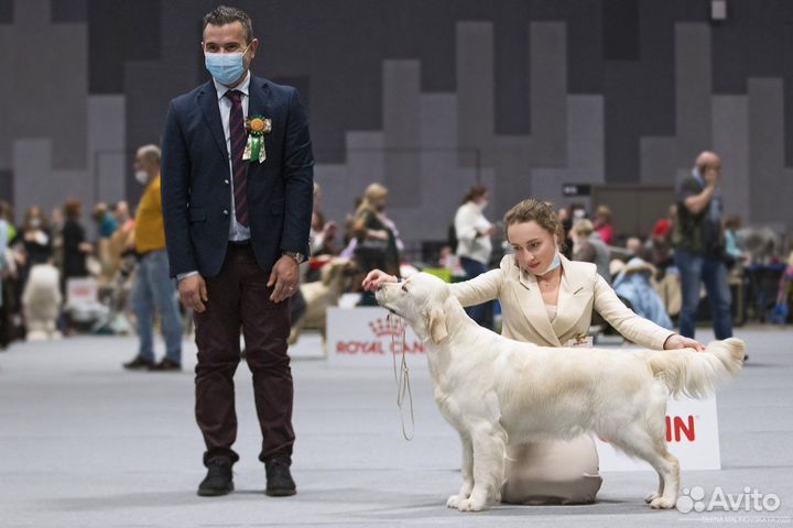 Услуги хендлера, грумер