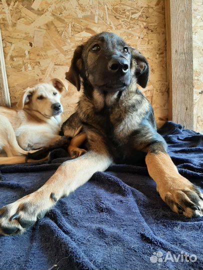 Рэм ищет семью