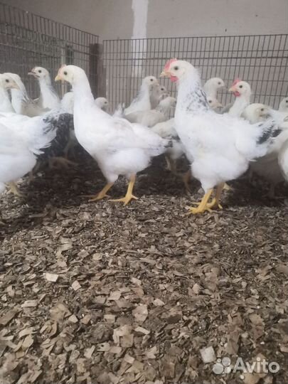 Куры несушки домашние