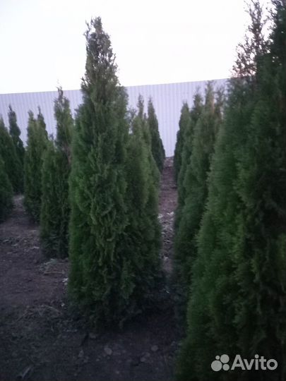 Туя Смарагд