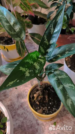 Разные комнатные растения цветы