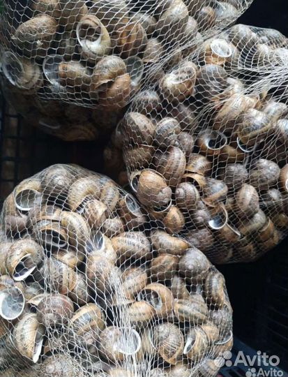 Фермерская улитка Максима и Мюллер