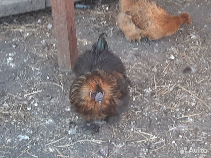 Петух китайский шелковый