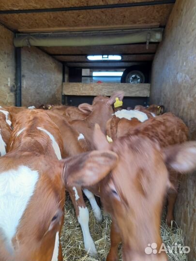 Бычки 1-2месяца