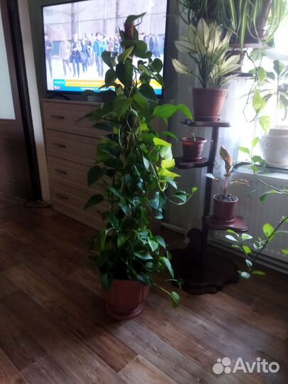 Для дома или дачи