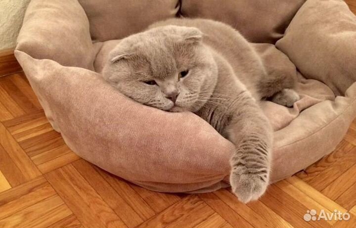 Кот - вязка