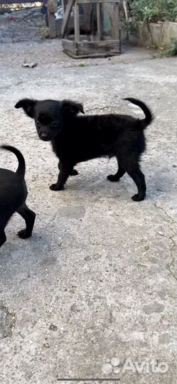 Той-терьер щенки