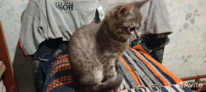 Котёнок девочка