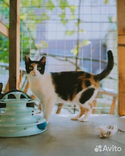 Кошечка Ватрушка очень ищет любящие ручки