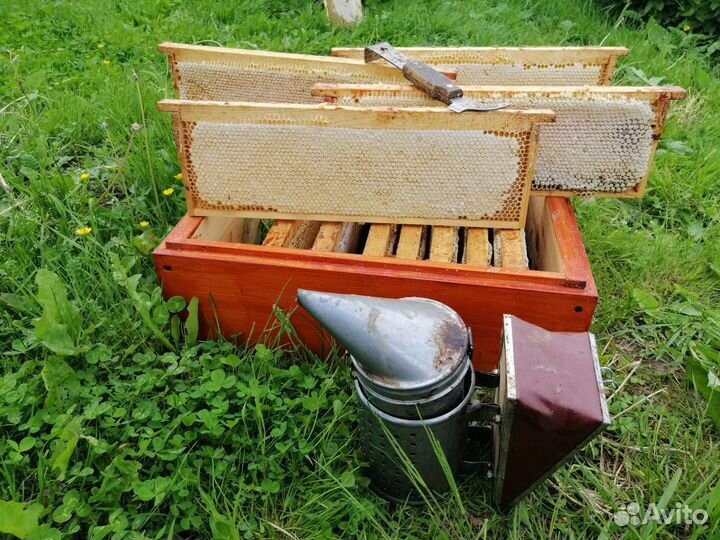 Соты с медом