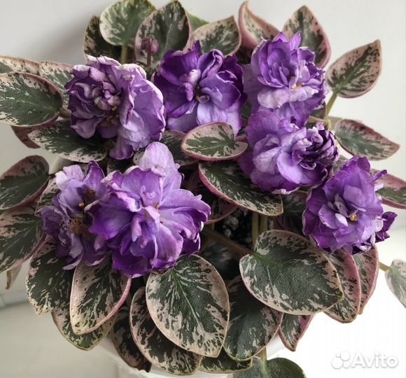 Трейлерные фиалки