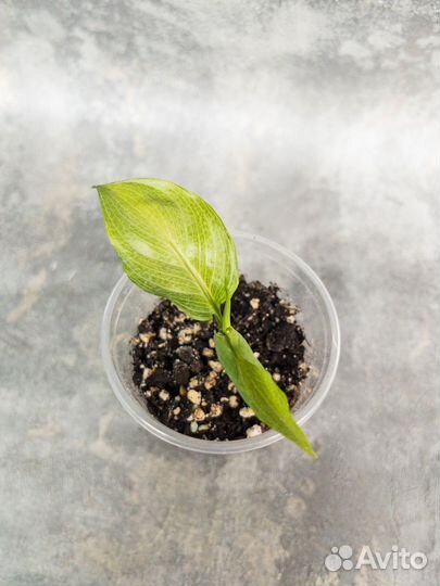 Спатифиллум Spilt milk широкий лист