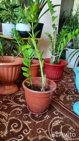 Замикалькус