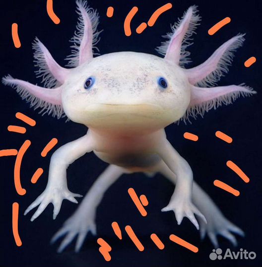Аксолотль серый, белый, жёлтый, чёрный /тритон
