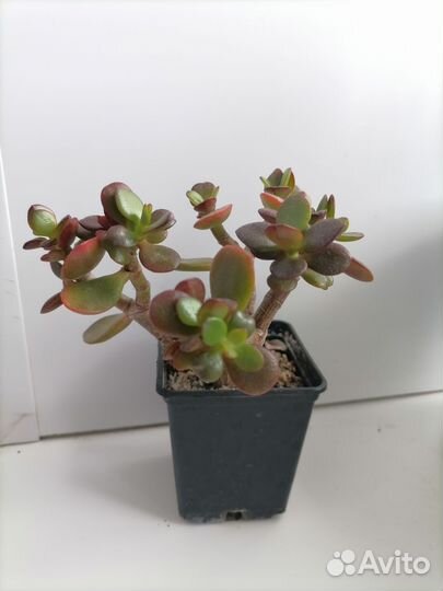 Толстянка (крассула овата)