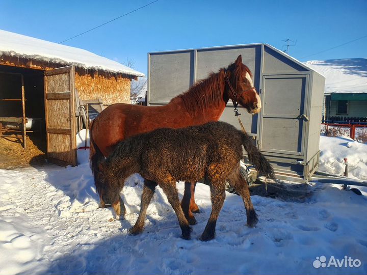 Лошадь