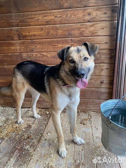 Молодая собака с несчастной судьбой в дар Москва