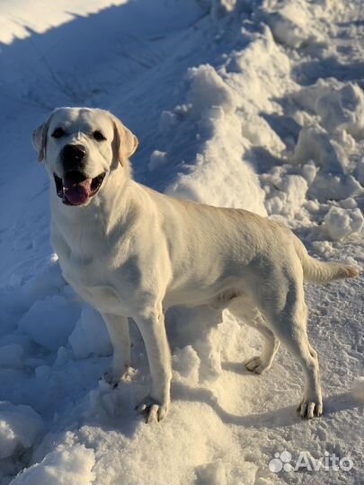 Лабрадор вязка