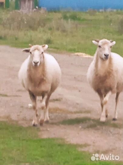 Овцы бараны