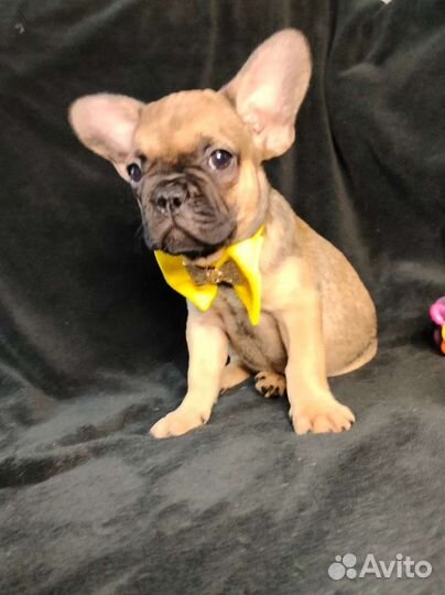 Собаки щенки французский бульдог