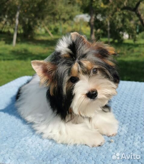 Бивер девочка стандарт