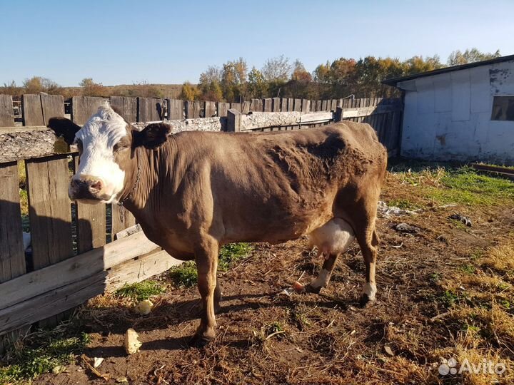 Корова стельная дойная