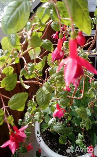 Комнатные растения: фуксии и фиалка