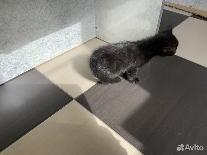 Котята бесплатно