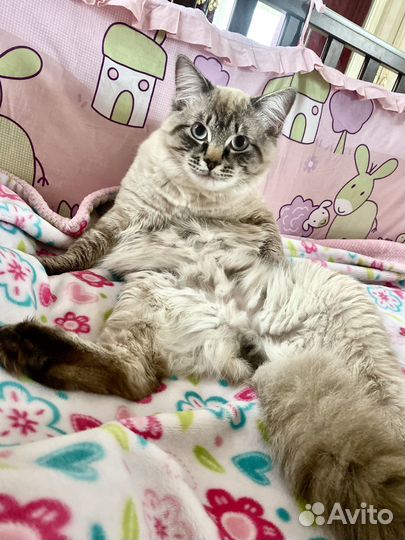 Кот невский вязка