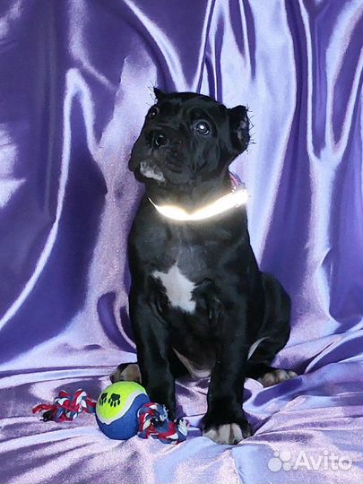 Красавые девочки, документы РКФ