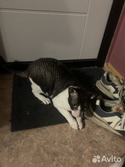 Продам Динозавтра