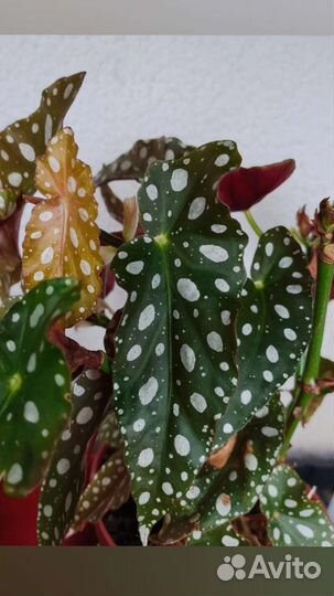 Бегония макулата