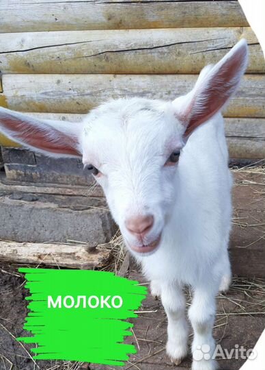 Козье молоко, творог