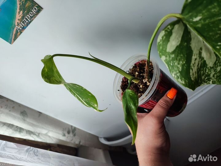 Монстера вариегатная alba