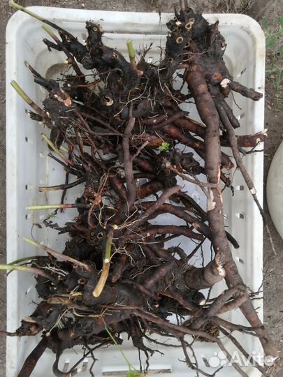 Пион Festiva maxima