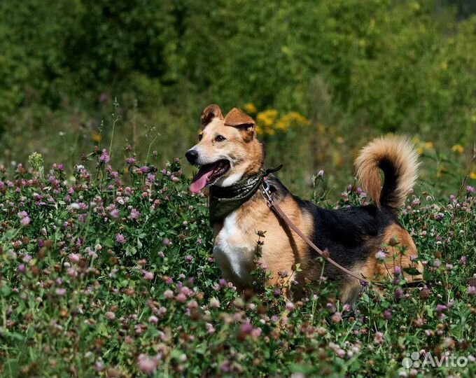 Собака в добрые руки