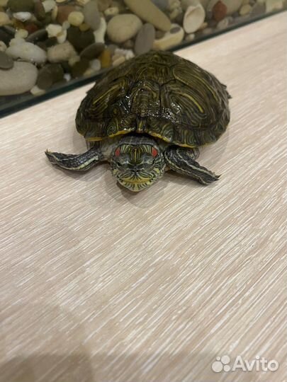 Красноухая черепаха с аквариумом