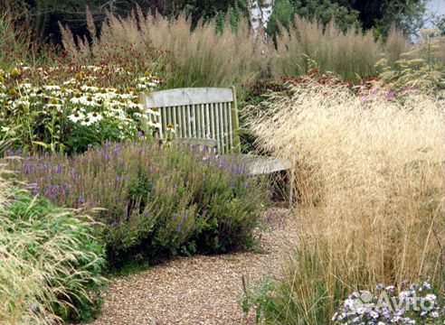 Декоративные злаки