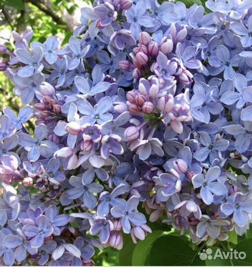 Саженцы сирени