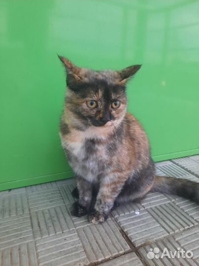 Метис британки в добрые руки