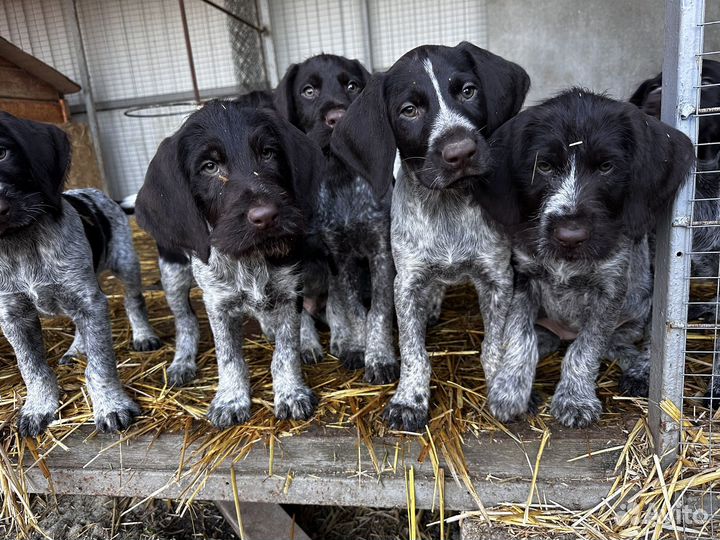 Щенки дратхаара