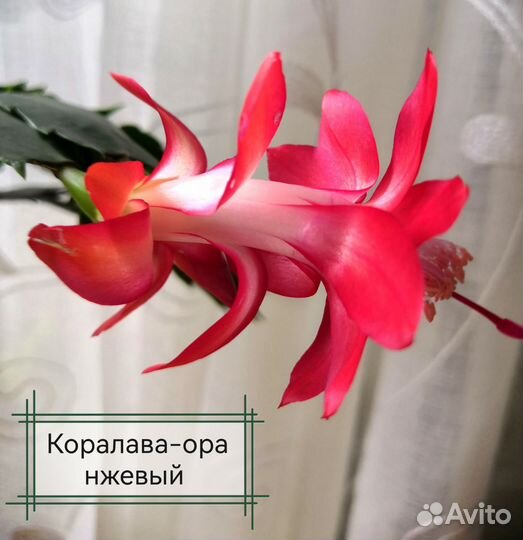 Декабристы и рипсалидопсисы