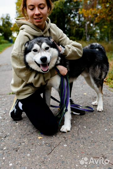 Красивейший пес за решёткой в приюте ждет семью